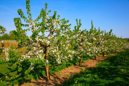 Blossoming apple garden in springの写真素材