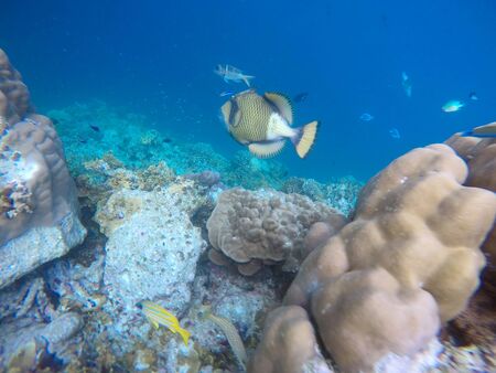 Titan trigger fish in the open water. Indian ocean, Maldive islands. Titan trigger fish is dangerous...