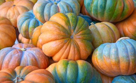 Colorful pumpkins collection on the autumn marketの写真素材