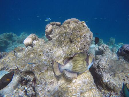 Titan trigger fish in the open water. Indian ocean, Maldive islands. Titan trigger fish is dangerous...