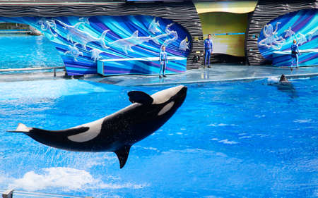 ORLANDO, FLORIDA, USA - DECEMBER 1, 2019: Unidentified people watching one of the last One Ocean shows at SeaWorld park in Orlando, USA. Since Janyary 2020 show has been replaced by educational program.のeditorial素材