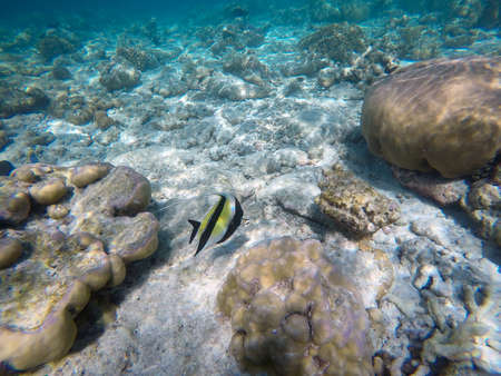 Moorish idol fish in the open water. Indian ocean, Maldive islands.の写真素材