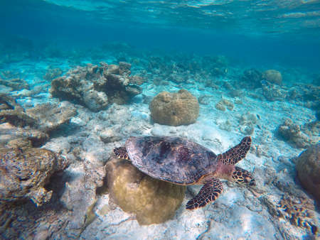 Green turtle, Indian ocean, Maldive islands.