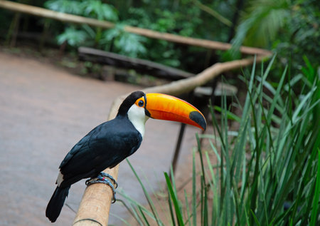 Colorful tucan in the wild
