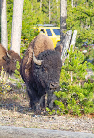 Bison in the Yellowstone national park, Wyoming, USA