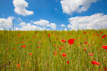 Bright red poppies in the gardenの写真素材