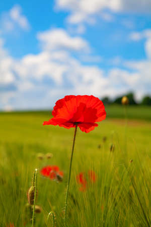Bright red poppies in the garden