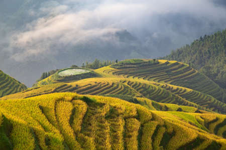 The Longsheng Rice Terraces(Dragon's Backbone) also known as Longji Rice Terraces are located in...