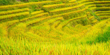 The Longsheng Rice Terraces(Dragon's Backbone) also known as Longji Rice Terraces are located in Longsheng County, about 100 kilometres (62 mi) from Guilin, Guangxi, Chinaの写真素材