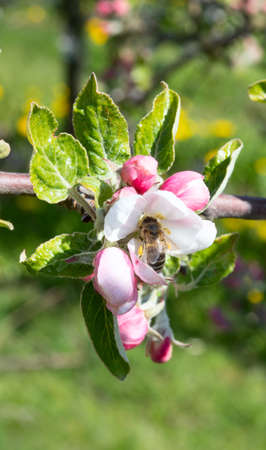 Blossoming apple garden in spring