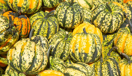 Colorful pumpkins collection on the autumn market