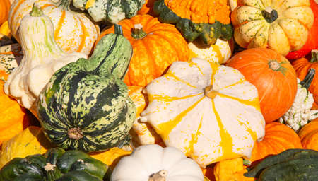 Colorful pumpkins collection on the autumn market