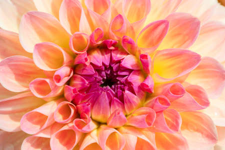 Colorful dahlia flower with morning dew dropsの写真素材