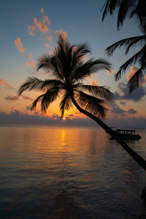 Maldivian island. Paradise in tropics.の写真素材