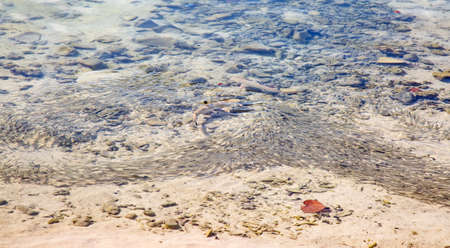 Blacktip reef shark (Carcharhinus melanopterus) in the shallow water