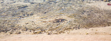 Blacktip reef shark (Carcharhinus melanopterus) in the shallow waterの写真素材