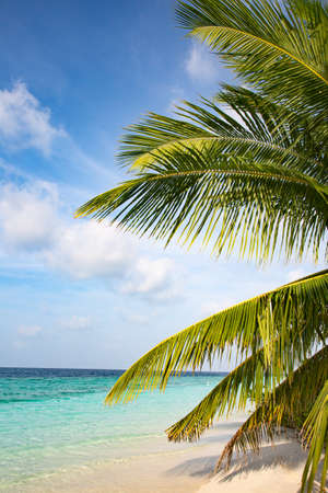Maldivian island. Paradise in tropics.の写真素材