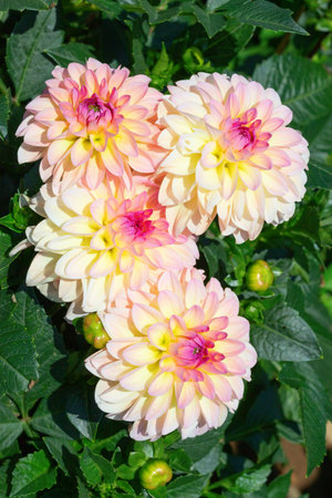 Colorful dahlia flower with morning dew dropsの写真素材