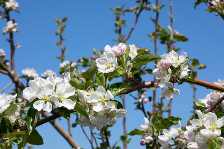 Blossoming apple garden in springの写真素材