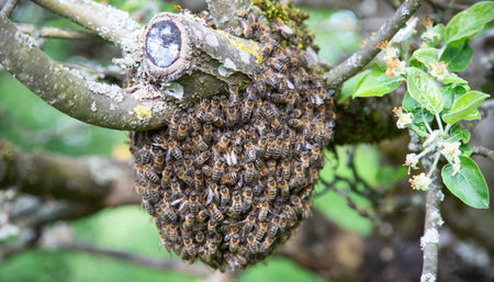 Swarm of bees left the hive and together with bee's queen and resting on the apple treeの写真素材