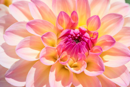 Colorful dahlia flower with morning dew dropsの写真素材