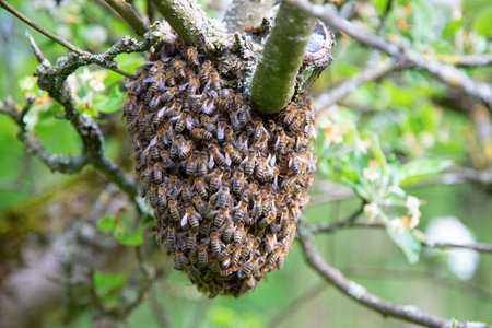 Swarm of bees left the hive and together with bee's queen and resting on the apple treeの写真素材