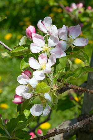 Blossoming apple garden in springの写真素材