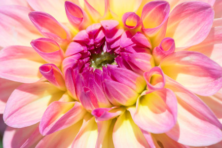 Colorful dahlia flower with morning dew dropsの写真素材