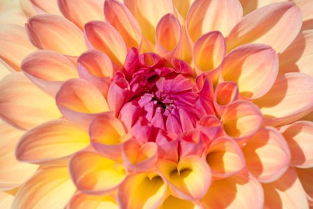 Colorful dahlia flower with morning dew dropsの写真素材