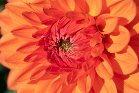 Colorful dahlia flower with morning dew dropsの写真素材