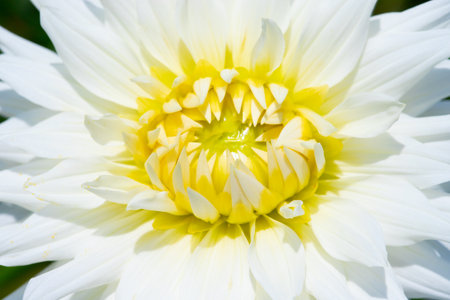 Colorful dahlia flower with morning dew dropsの写真素材