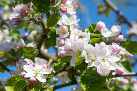 Blossoming apple garden in springの写真素材