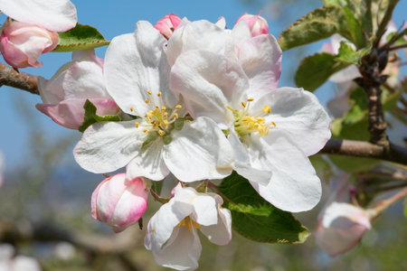 Blossoming apple garden in springの写真素材