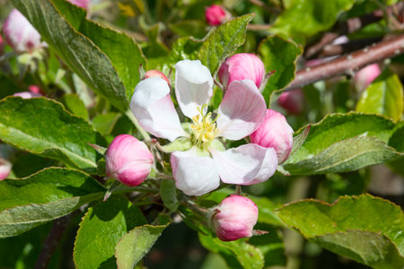 Blossoming apple garden in springの写真素材