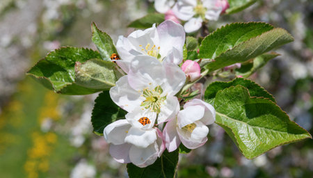 Blossoming apple garden in springの写真素材