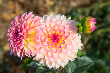 Colorful dahlia flower with morning dew dropsの写真素材