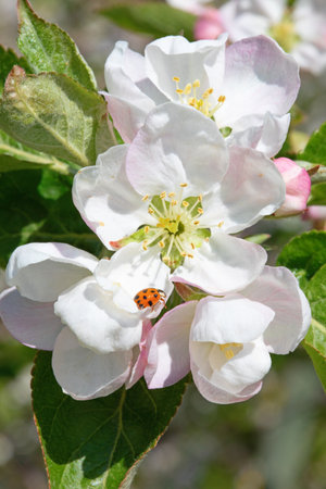 Blossoming apple garden in springの写真素材