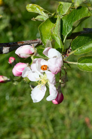 Blossoming apple garden in springの写真素材