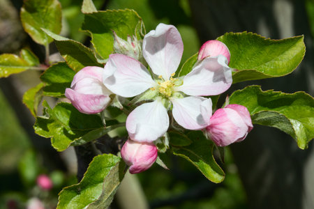 Blossoming apple garden in springの写真素材