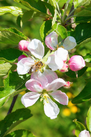 Blossoming apple garden in springの写真素材
