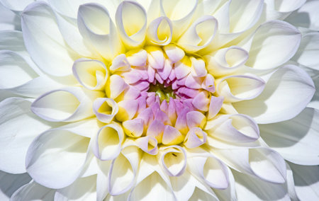 Colorful dahlia flower with morning dew dropsの写真素材