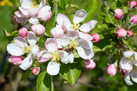Blossoming apple garden in springの写真素材