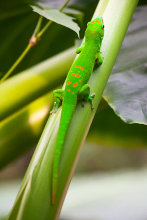 Green gecko on the roof (Zurich zoo)の写真素材