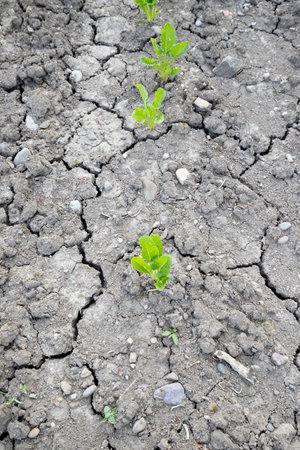 Dry soil during drought in Europe endangers agricultureの写真素材