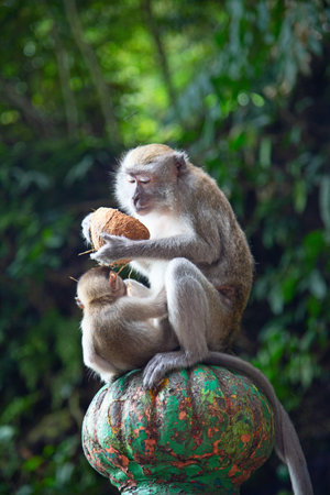 Monkey in Famous Batu Caves shrine near Kuala Lumpur, Malaysiaの写真素材