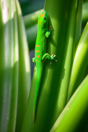Green gecko on the roof (Zurich zoo)の写真素材