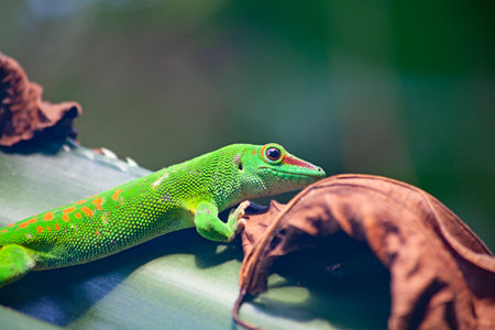 Green gecko on the roof (Zurich zoo)の写真素材