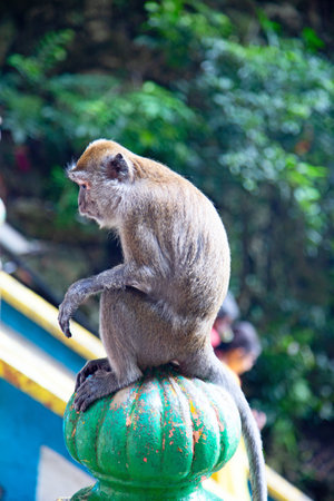 Monkey in Famous Batu Caves shrine near Kuala Lumpur, Malaysiaの写真素材