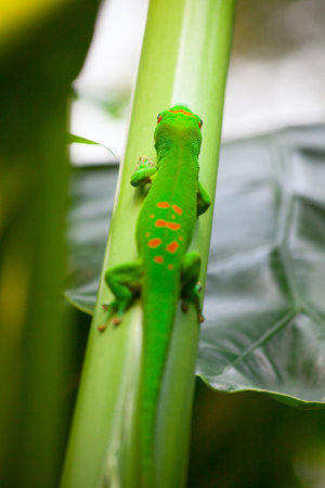 Green gecko on the roof (Zurich zoo)の写真素材