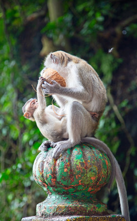 Monkey in Famous Batu Caves shrine near Kuala Lumpur, Malaysiaの写真素材